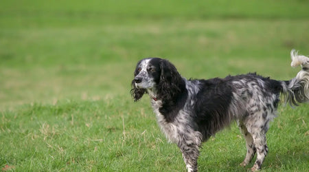 Springtime Pet Hazards in the UK: Spotting and Preventing Common Dangers