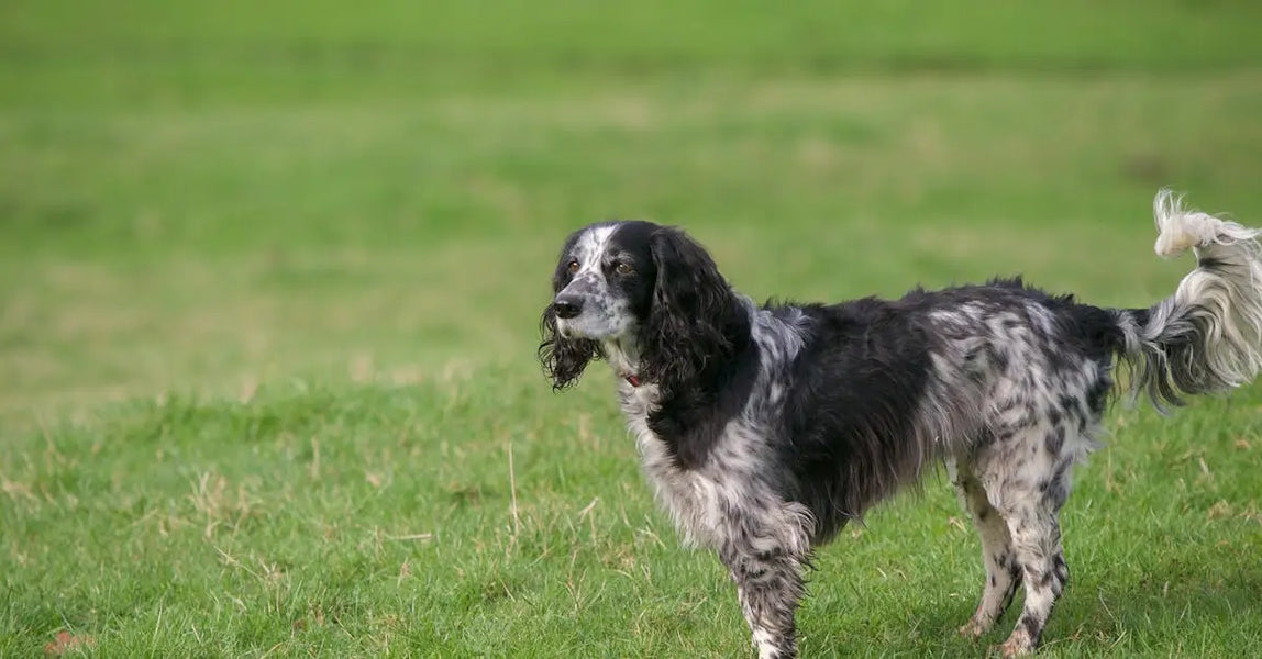 Springtime Pet Hazards in the UK: Spotting and Preventing Common Dangers