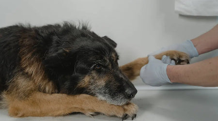 Stress-Free Vet Visits: Essential Preparation Tips for UK Pet Owners