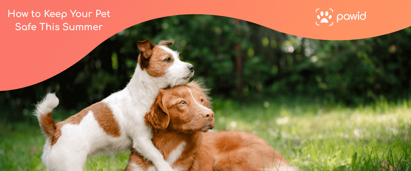 Tick Season in the UK: How to Keep Your Pet Safe This Summer