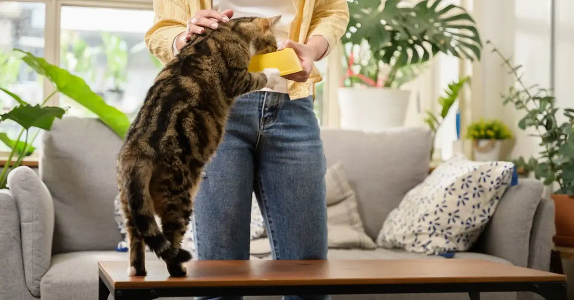 Top Cat and Pet Comfort Picks for 2025: Cosy Beds, Healthy Foods & Clever Solutions