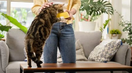 Tabby cat eating from a yellow bowl held by a person in a cozy living room with plants.