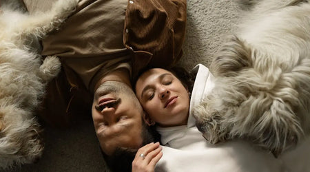 Top Comfort, Nutrition and Calm: Smart Essentials for UK Dogs in 2025