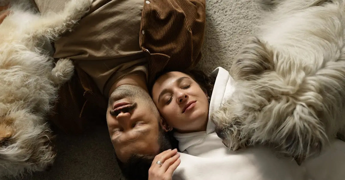 Top Comfort, Nutrition and Calm: Smart Essentials for UK Dogs in 2025