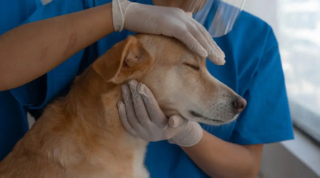 Top Pet Solutions for Health, Safety & Style: Must-Have Products for UK Owners in 2025