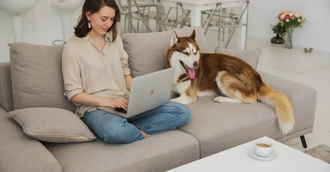 Top Picks for Pampered Pets: Must-Have Products for Cat and Dog Comfort & Wellbeing in 2025