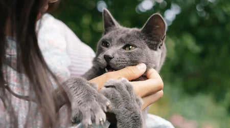 The Ultimate Pet Care Kit: 6 Must-Have Products for Healthy, Happy UK Pets in 2025