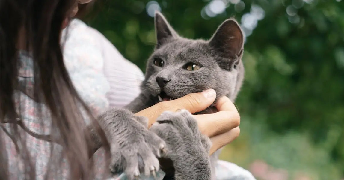 The Ultimate Pet Care Kit: 6 Must-Have Products for Healthy, Happy UK Pets in 2025