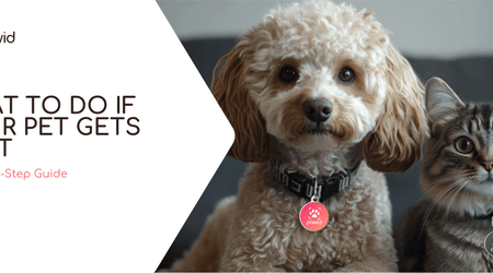 What to Do If Your Pet Gets Lost: A Step-by-Step Guide