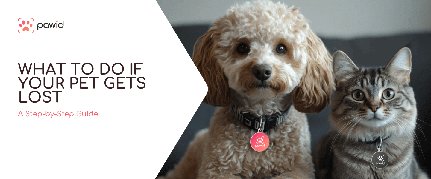 What to Do If Your Pet Gets Lost: A Step-by-Step Guide