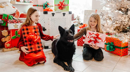 Winter Wellbeing: Essential Products to Keep Your Pet Safe, Cosy & Clean in 2025